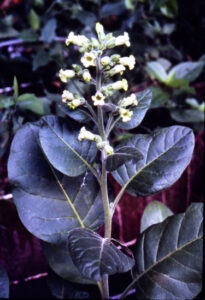 The Delaware Tobacco Image